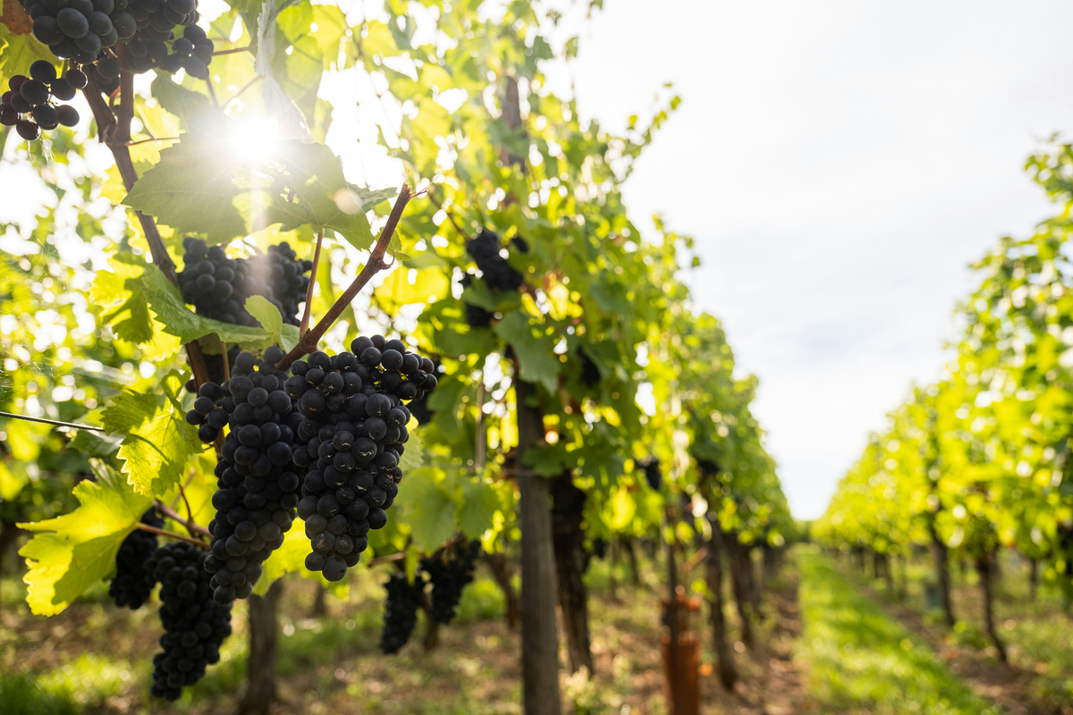 Blanc de Noirs: witte Champagne van rode druiven