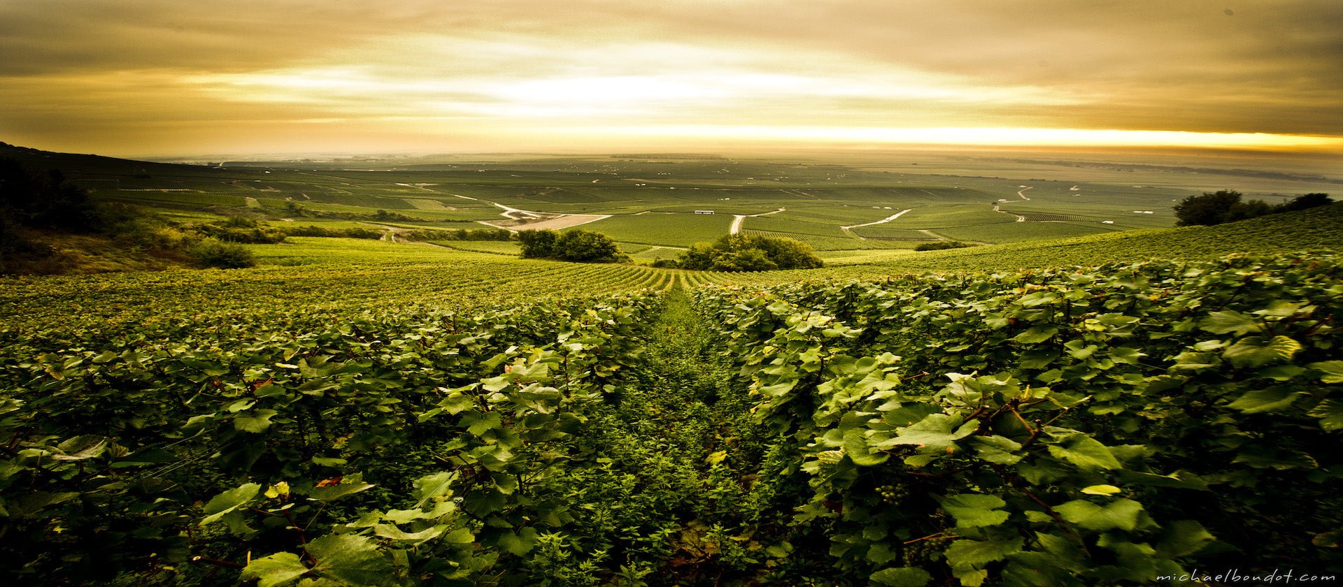 Biologische champagne