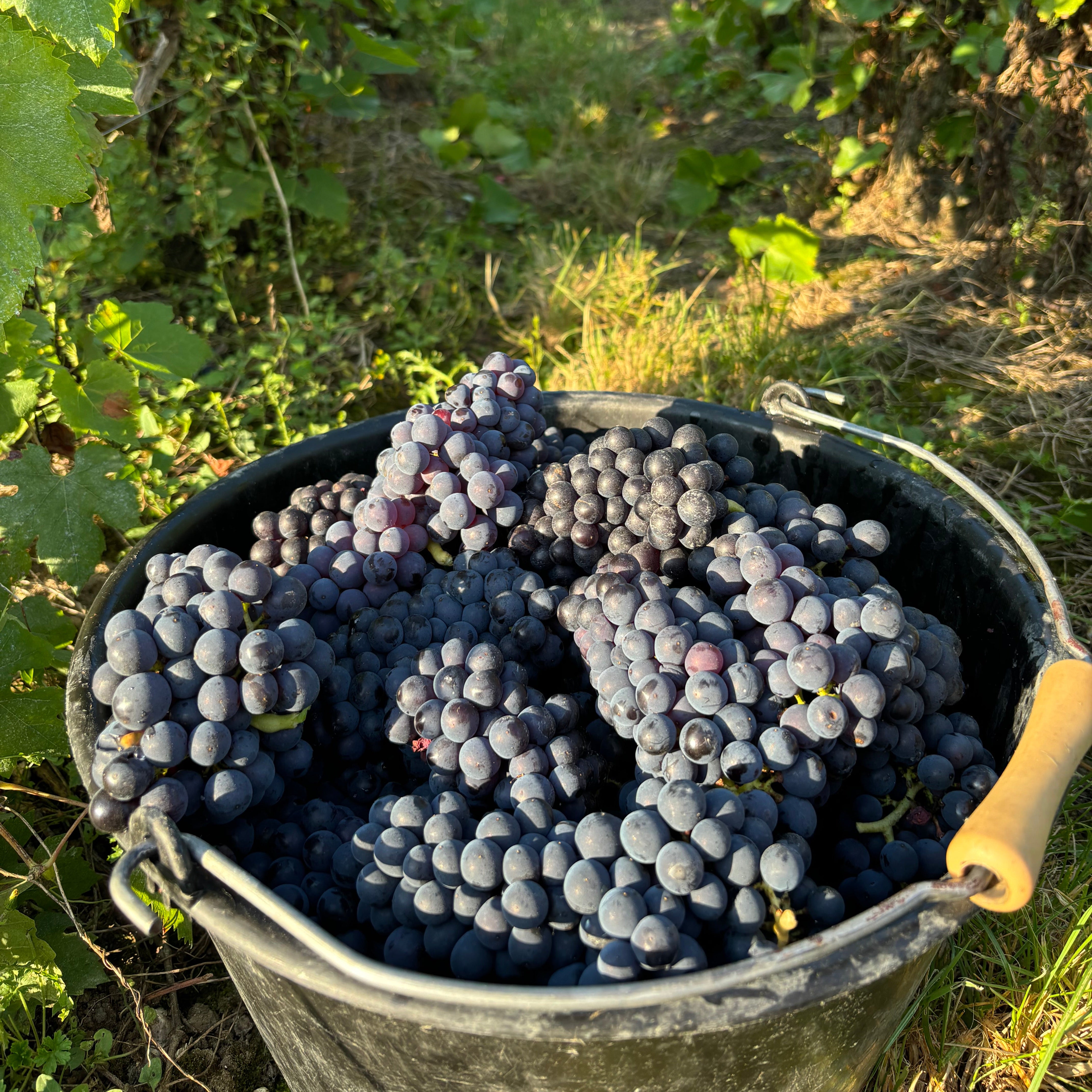 Proeverij 'Pinot Noir' (zaterdag 9 mei)