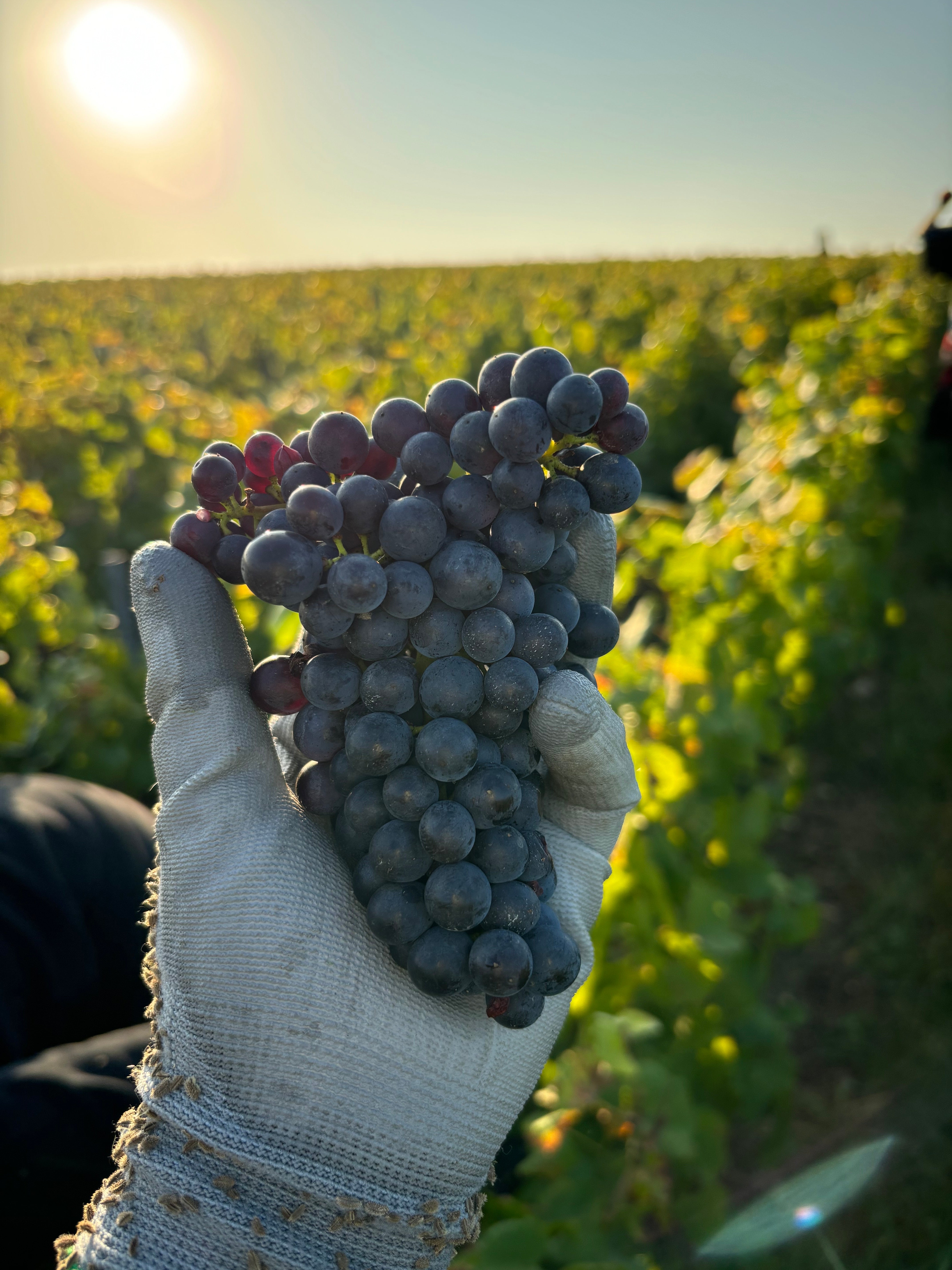 Proeverij 'Champagne, de basis' (zaterdag 6 juni)
