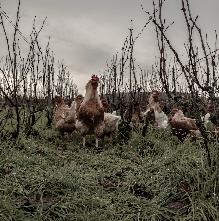 Proeverij 'Biologisch & Biodynamisch' (zaterdag 12 september)
